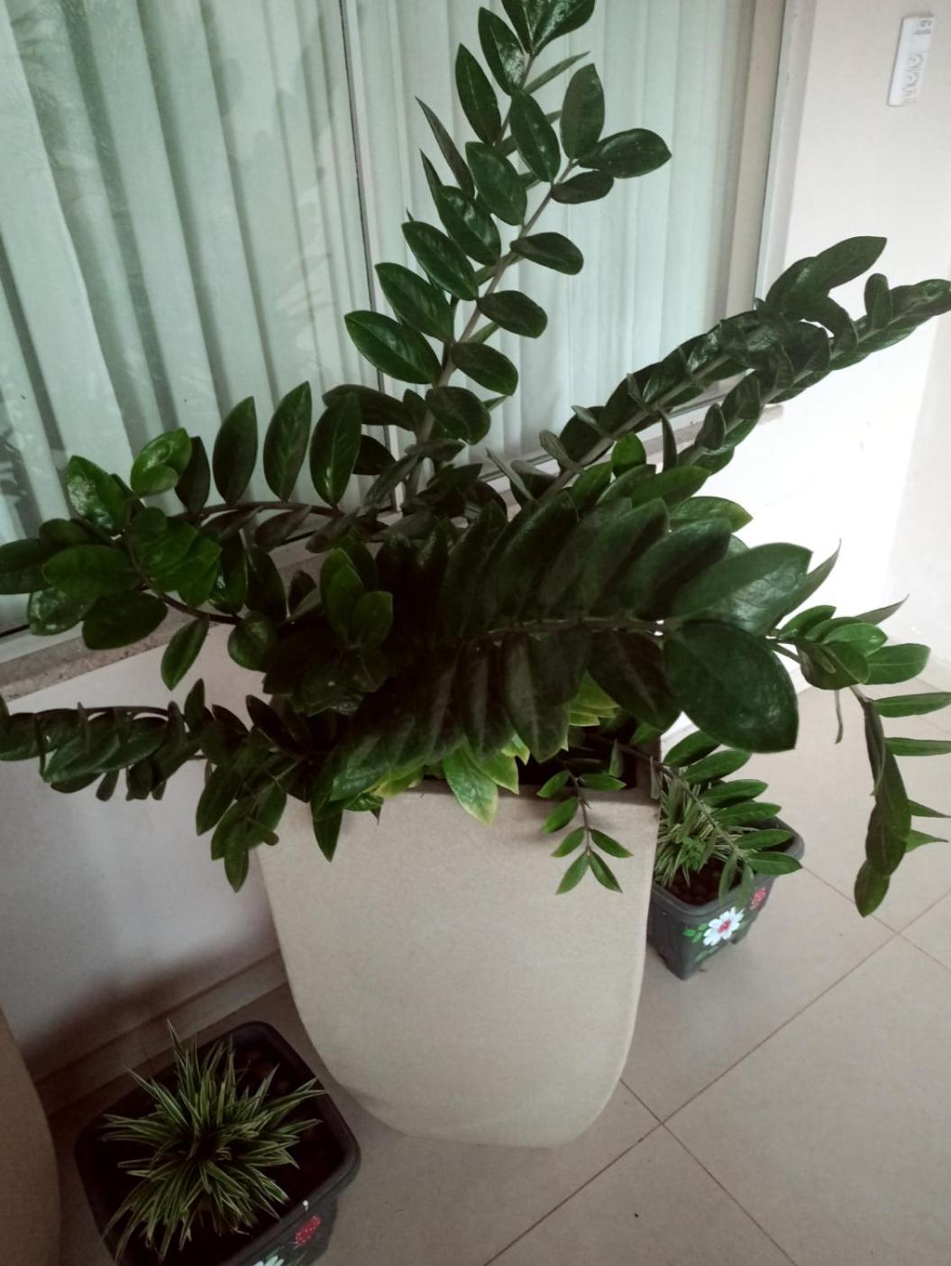 Homestay Casa De No Bairro Jardim Maraba